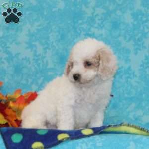 White Pine, Bich-Poo Puppy